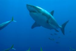 Great White Shark. Guadalupe by Andy Lerner 